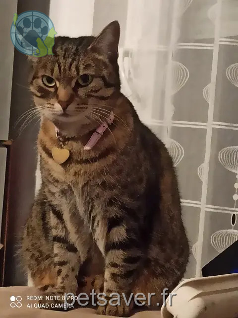chatte perdue 67300 Schiltigheim Kitty chatte lost 67300 Schiltigheim Kitty