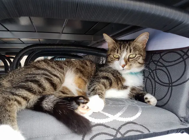 chatte lost   67490 Lupstein KIWI