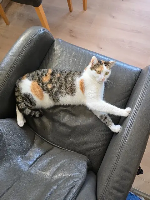 chatte lost   67380 Lingolsheim Klaksa