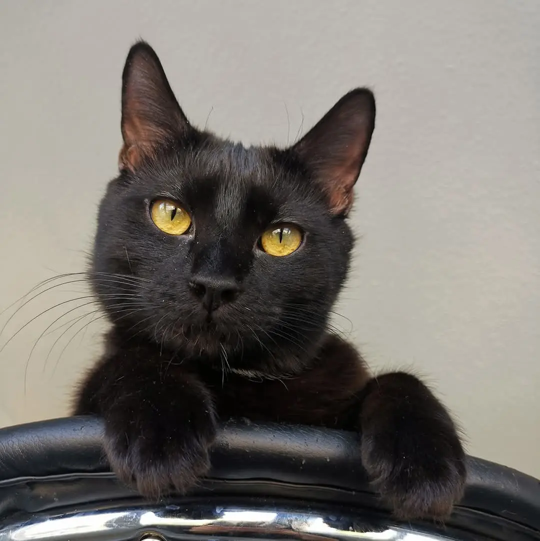 Chatte Perdue 67 Bas-Rhin Chatte Perdue 67 Bas-Rhin