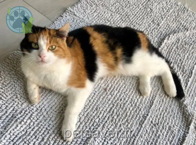 chatte lost   67330 Bouxwiller Lilie