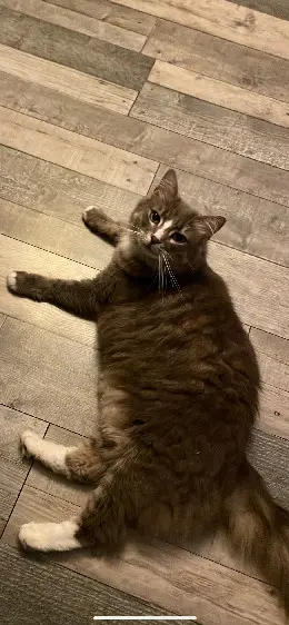Chatte Perdue 67 Bas-Rhin - Lilo Chatte Perdue 67 Bas-Rhin - Lilo