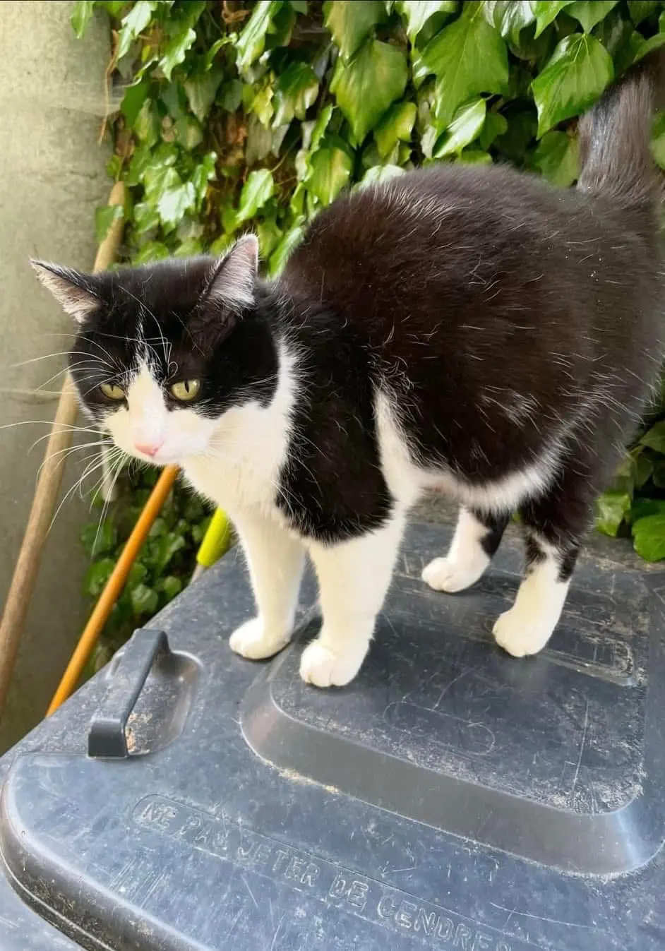 chatte lost 9 Rue du Cimetière 67410 Rohrwiller Lilou 