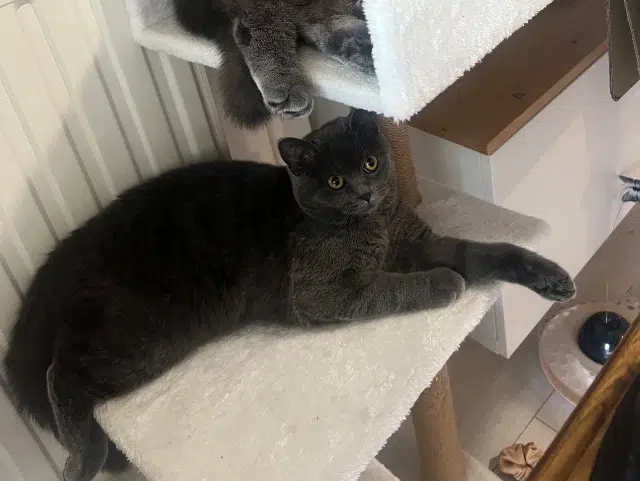 chatte lost   67114 Eschau Lilou