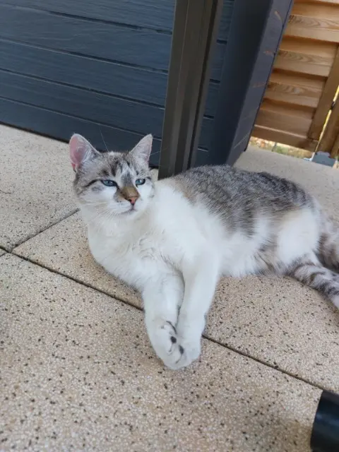 chatte lost   67440 Marmoutier Lol