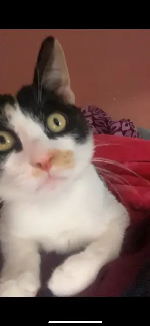 chatte lost   67300 Schiltigheim Luna