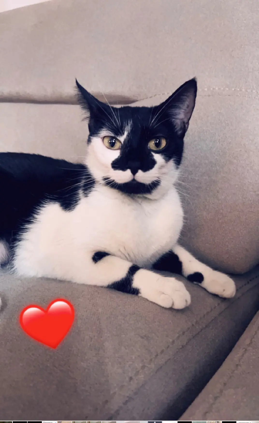 Chatte Perdue 67 Bas-Rhin - Maya Chatte Perdue 67 Bas-Rhin - Maya