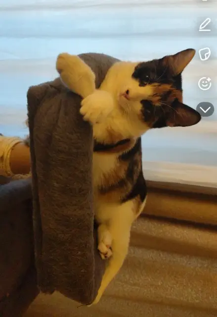 chatte lost   67300 Schiltigheim Mia