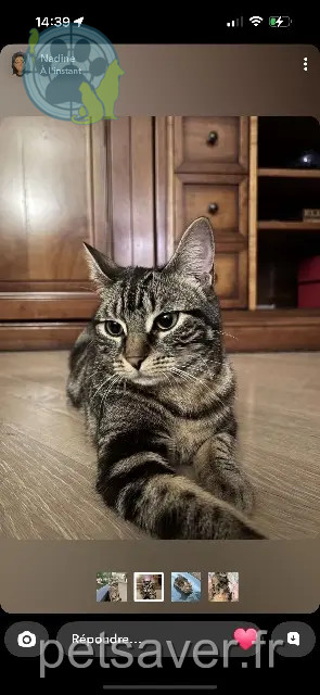chatte perdue 67380 Lingolsheim Mia chatte lost 67380 Lingolsheim Mia