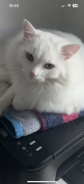 chatte lost   67120 Molsheim Milky