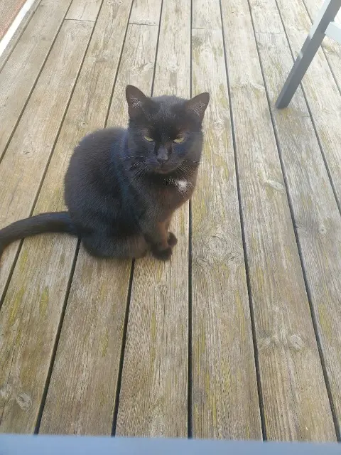 chatte lost   67190 Gresswiller Mimi