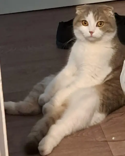 chatte lost   67380 Lingolsheim Mimi