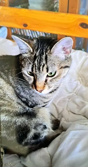 chatte lost   67190 Mutzig Misty