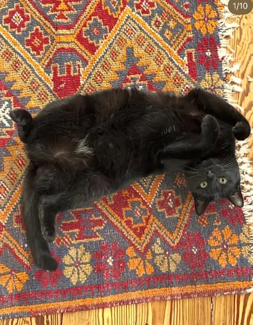 chatte lost   67270 Hochfelden Moka