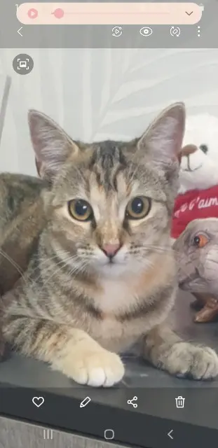 chatte lost   67260 Siltzheim Moon