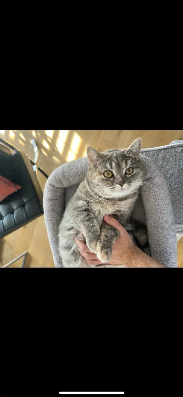 Chatte Perdue 67 Bas-Rhin - Nala Chatte Perdue 67 Bas-Rhin - Nala