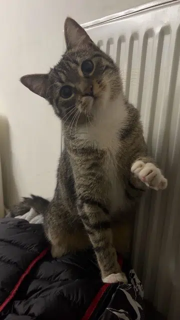 chatte lost   67800 Hœnheim Nala