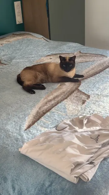 chatte lost   67480 Rœschwoog Nalah