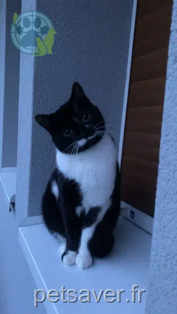 chatte lost   67340 Ingwiller Naya