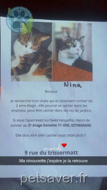 gatta lost   67610 La Wantzenau Nina