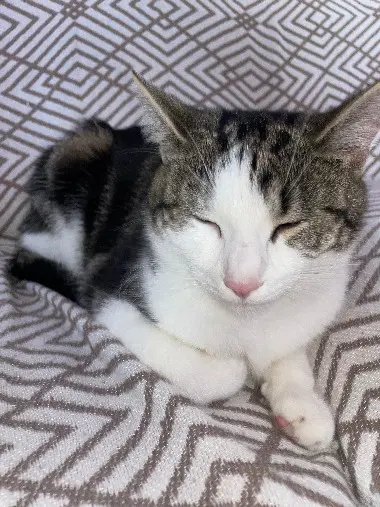 Chatte Perdue 67 Bas-Rhin - Nina Chatte Perdue 67 Bas-Rhin - Nina