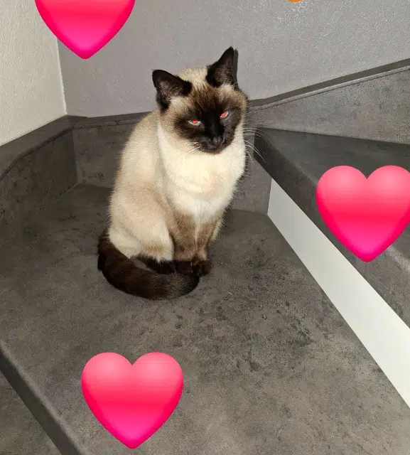 chatte lost   67270 Alteckendorf Noisette