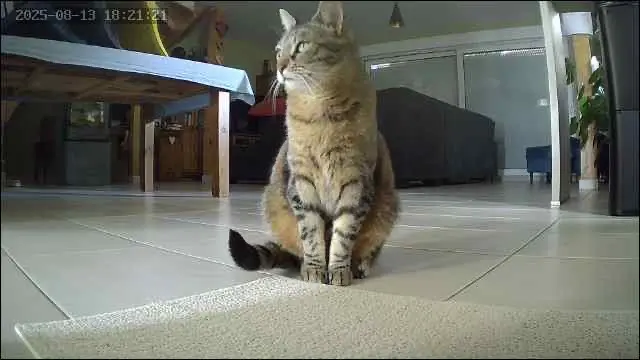 chatte lost   67117 Furdenheim Noona