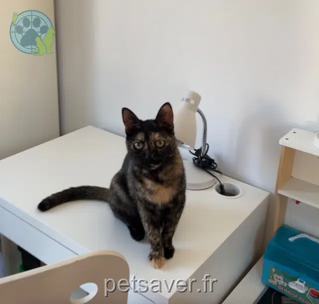 chatte lost   67400 Illkirch-Graffenstaden Obi