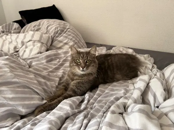 Chatte Perdue 67 Bas-Rhin - Octavia Chatte Perdue 67 Bas-Rhin - Octavia
