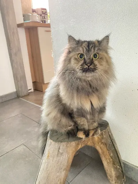 chatte lost   67350 Niedermodern Odyssée