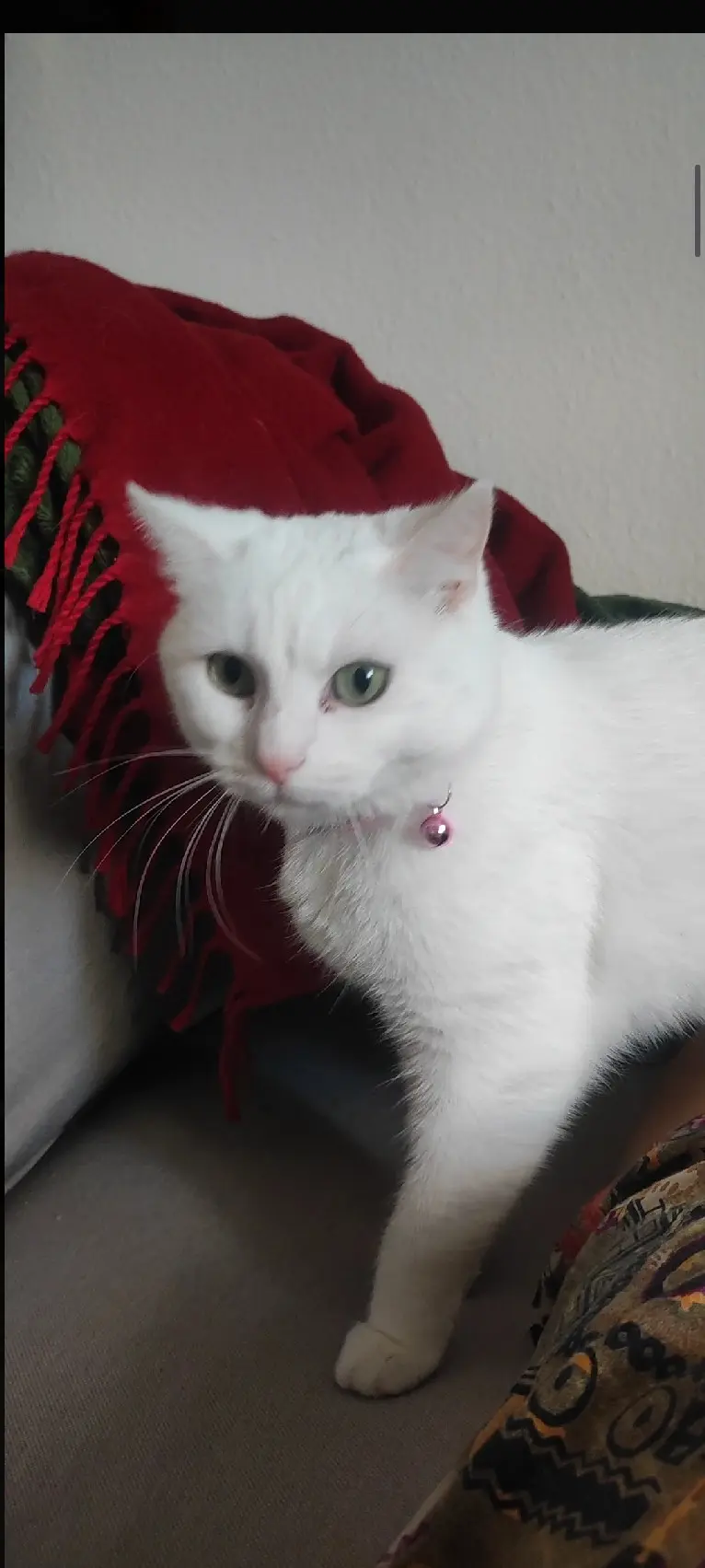 Chatte Perdue 67 Bas-Rhin - Opaline Chatte Perdue 67 Bas-Rhin - Opaline