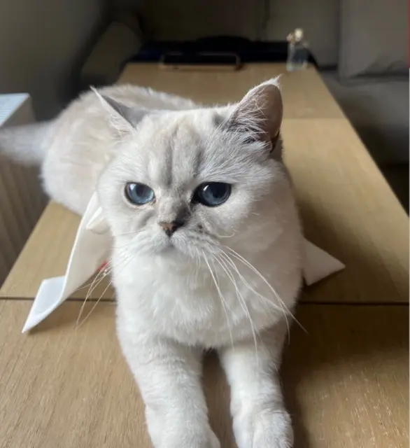 chatte lost   67201 Eckbolsheim Pamuk