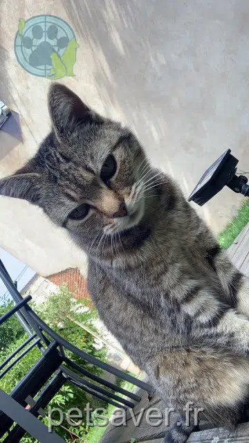 cat lost   67170 Brumath Pitchoune