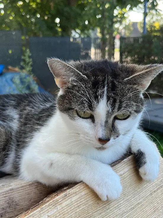 Chatte Perdue 67 Bas-Rhin - Plume Chatte Perdue 67 Bas-Rhin - Plume