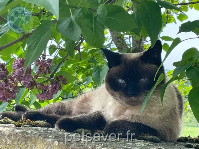 chatte lost 67440 Thal-Marmoutier Prunelle