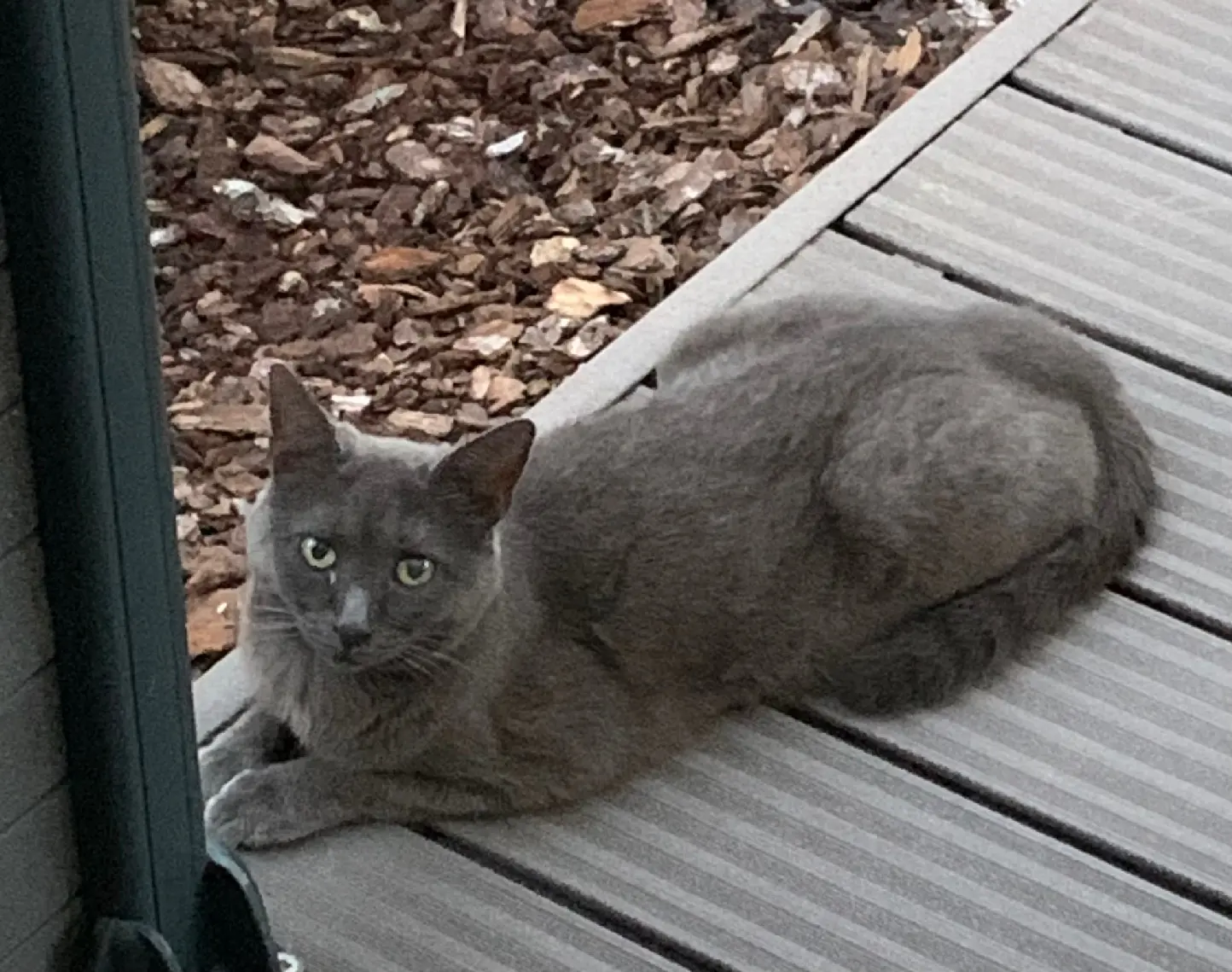 Chatte Perdue 67 Bas-Rhin Chatte Perdue 67 Bas-Rhin