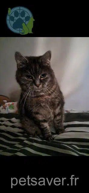 kat lost   67800 Bischheim Rockyna