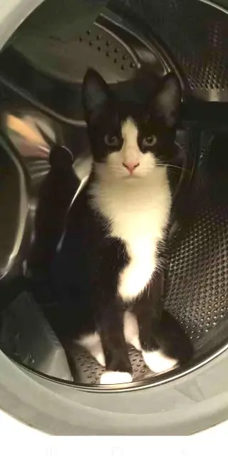 chatte lost   67390 Marckolsheim Ruby