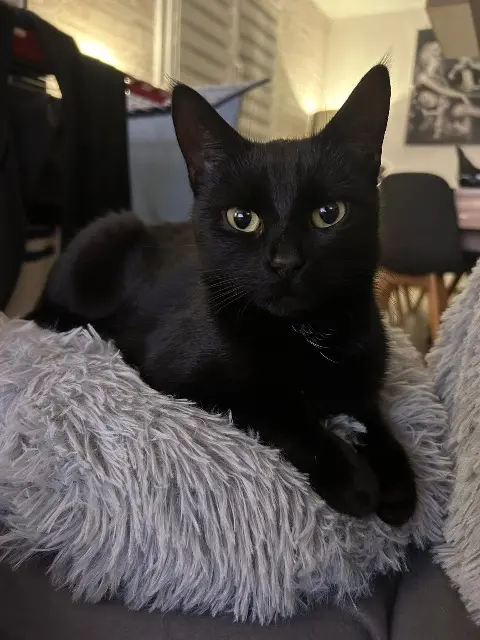 chatte lost   67410 Drusenheim Ruby