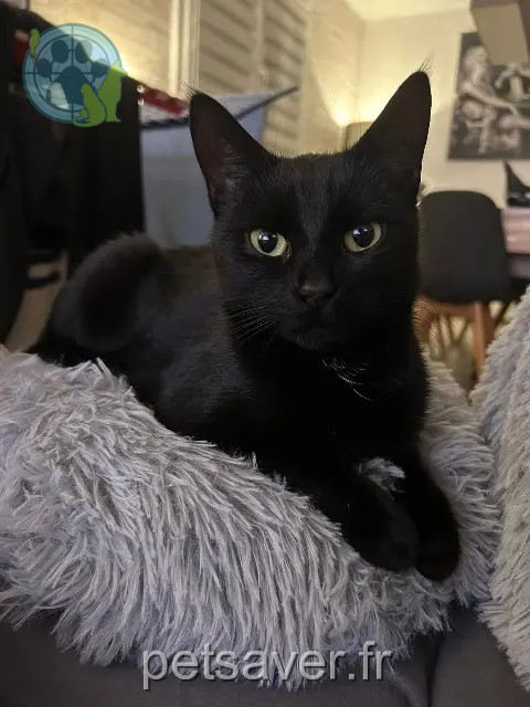 kat vermist 67410 Drusenheim Ruby kat lost 67410 Drusenheim Ruby