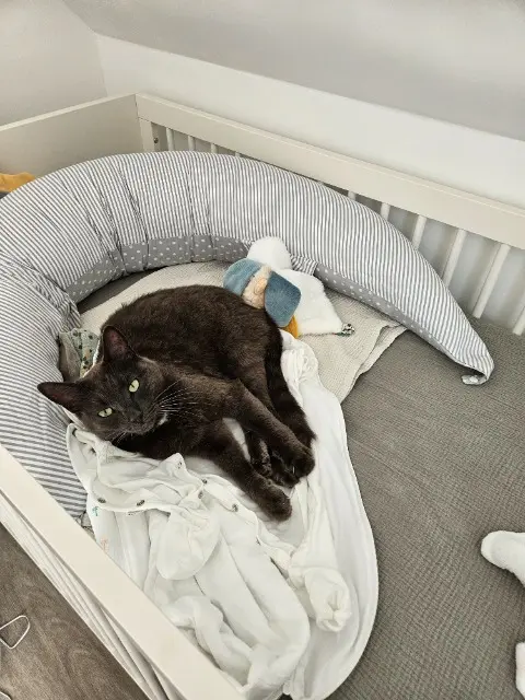 chatte lost   67240 Gries Schmoutzi