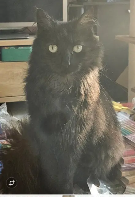 chatte lost   67680 Epfig Shadow