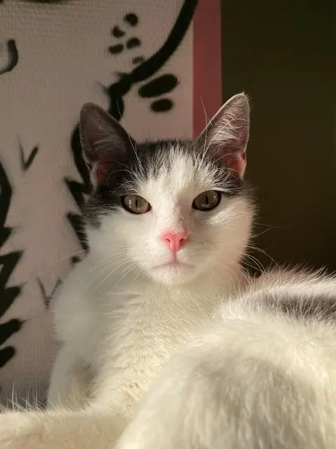 chatte lost    Strasbourg Akira