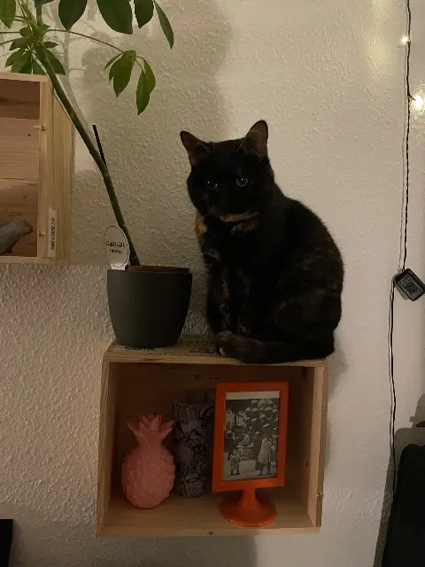 chatte lost    Strasbourg Bill