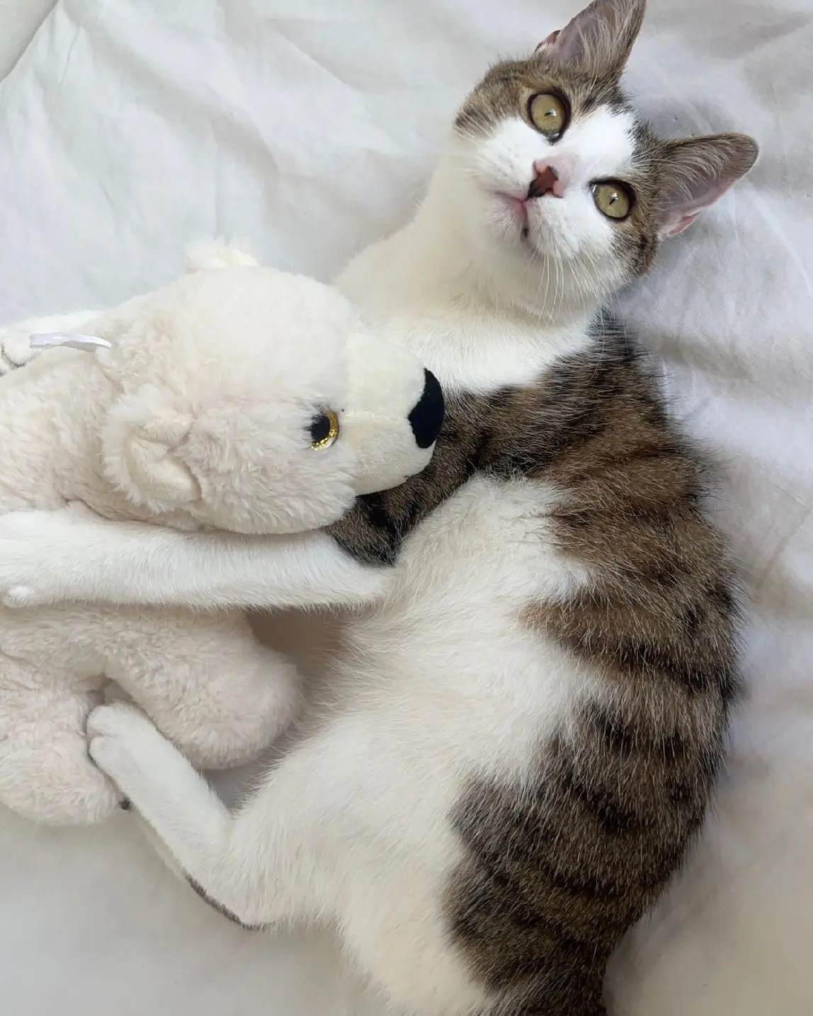 Chatte Perdue 67 Bas-Rhin Strasbourg - Chanel Chatte Perdue 67 Bas-Rhin Strasbourg - Chanel