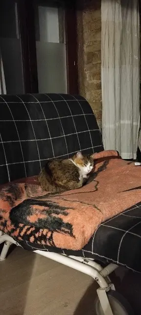 chatte lost    Strasbourg Ellana