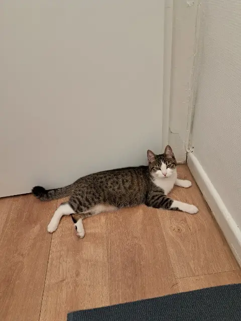 chatte lost    Strasbourg Hanabi