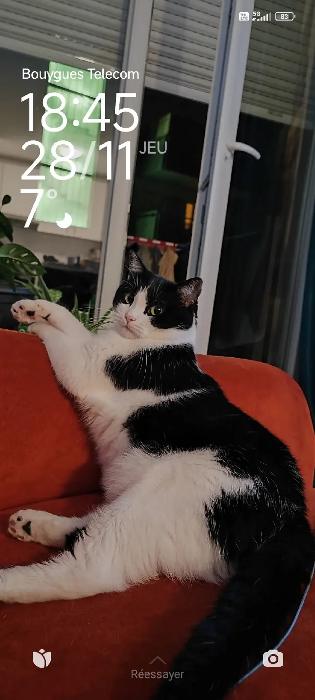 Chatte Perdue 67 Bas-Rhin Strasbourg Chatte Perdue 67 Bas-Rhin Strasbourg