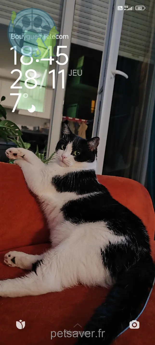 Chatte Perdue 67 Bas-Rhin Strasbourg Chatte Perdue 67 Bas-Rhin Strasbourg