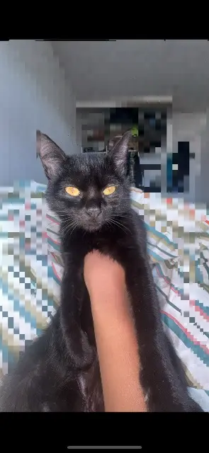 chatte lost    Strasbourg Ketty